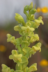 Pterygodium volucris