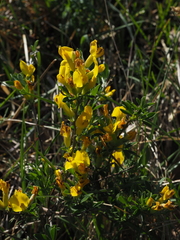 Chamaecytisus ratisbonensis