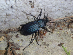 Carabus exaratus