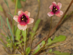 Diascia capensis