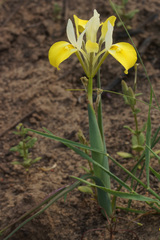 Moraea macronyx