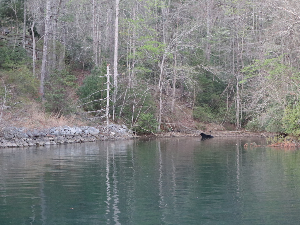 Distant Eastern Black Bear along the opposite wooded shoreline of a quiet cove