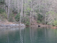 Eastern Black Bear at the Lake Keowee waterline