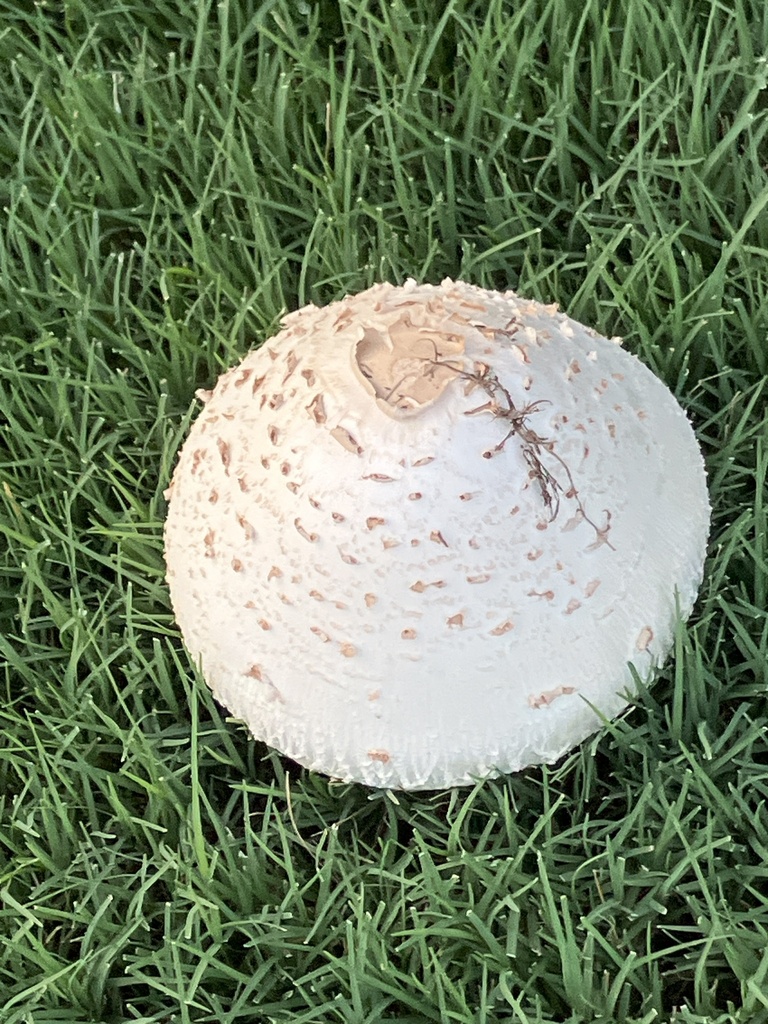 Green-spored Parasol · July 2026 · photo: Photo: (c) arborizations, some rights reserved (CC BY) · iNaturalist