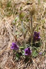 Pulsatilla chinensis