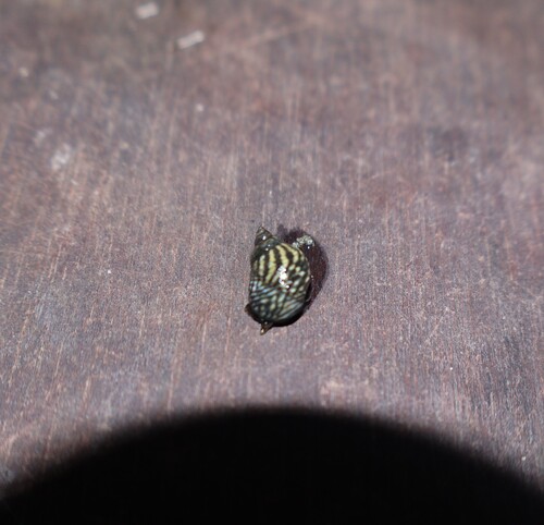 Echinolittorina aspera (Echinolittorina aspera)