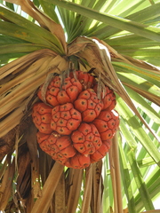 Pandanus spiralis