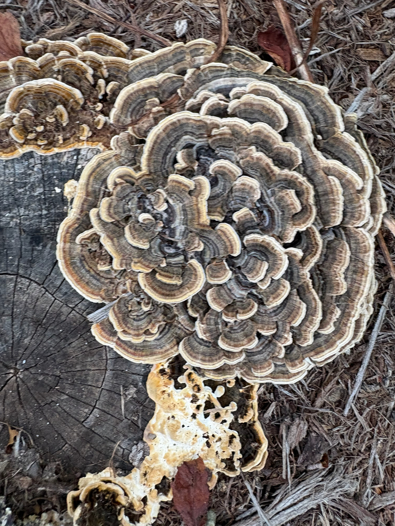 turkey-tail · July 2026 · photo: Photo: (c) Kyle Van Houtan, some rights reserved (CC BY) · iNaturalist