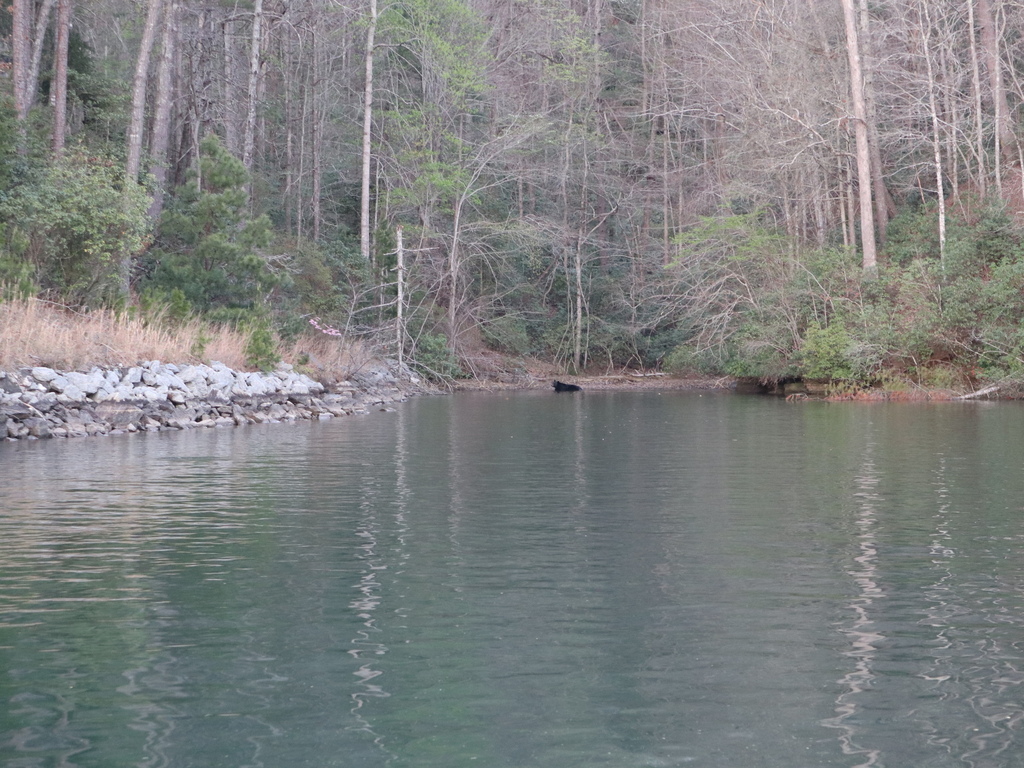 Eastern Black Bear moving along the wooded bank across the water