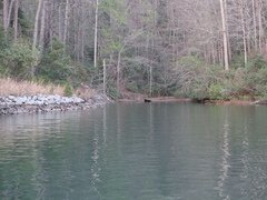 Eastern Black Bear moving along the wooded bank across the water