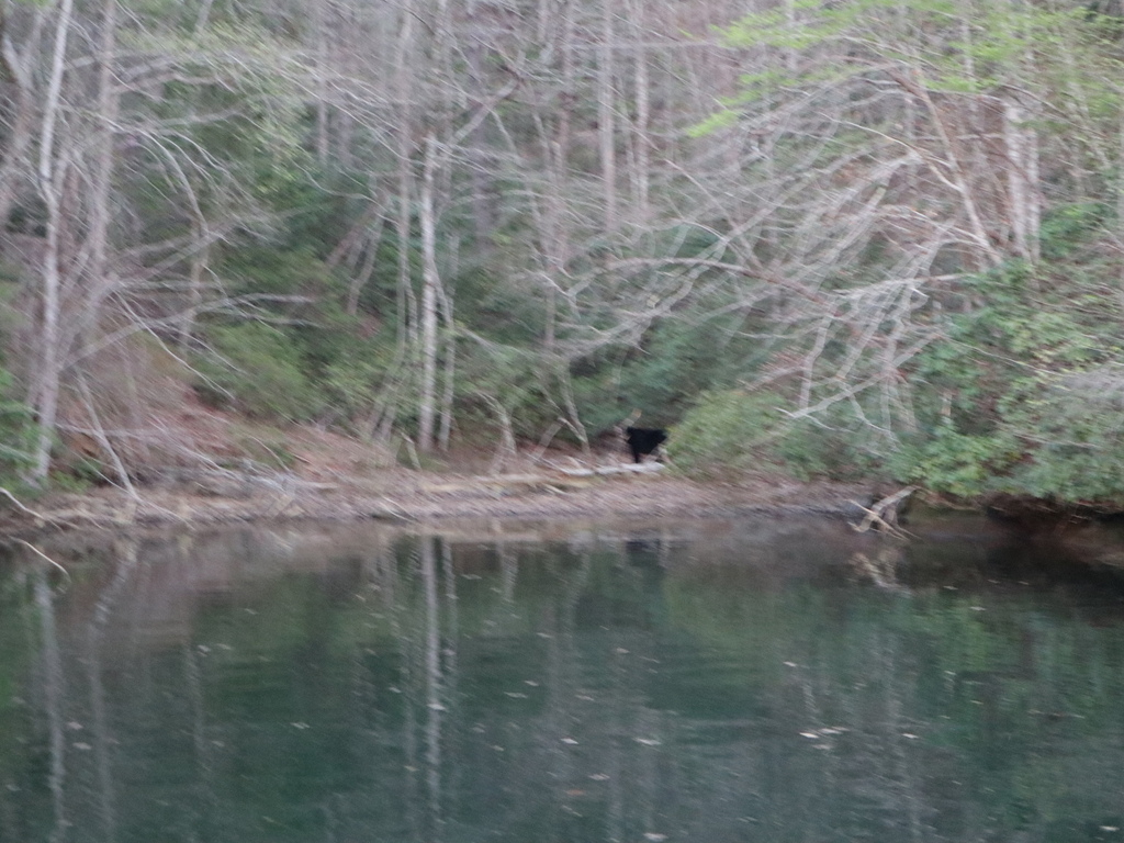 Distant view of an Eastern Black Bear at the cove's waterline