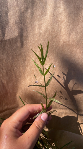 Marsh Speedwell