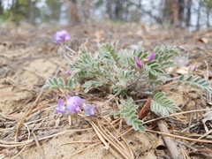 Gueldenstaedtia verna