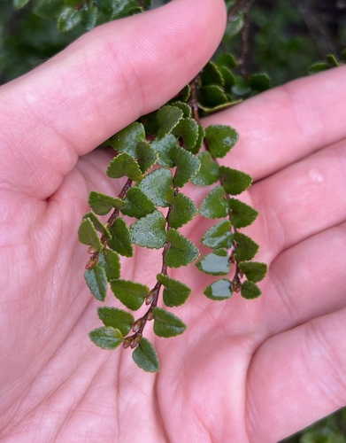 Nothofagus cunninghamii, photograph 2