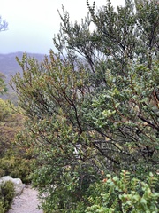 author not stated, no rights reserved Nothofagus cunninghamii, photograph author not stated, no rights reserved