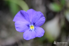 Viola calcarata