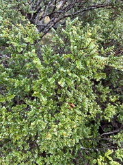 author not stated, no rights reserved Nothofagus cunninghamii, photograph author not stated, no rights reserved