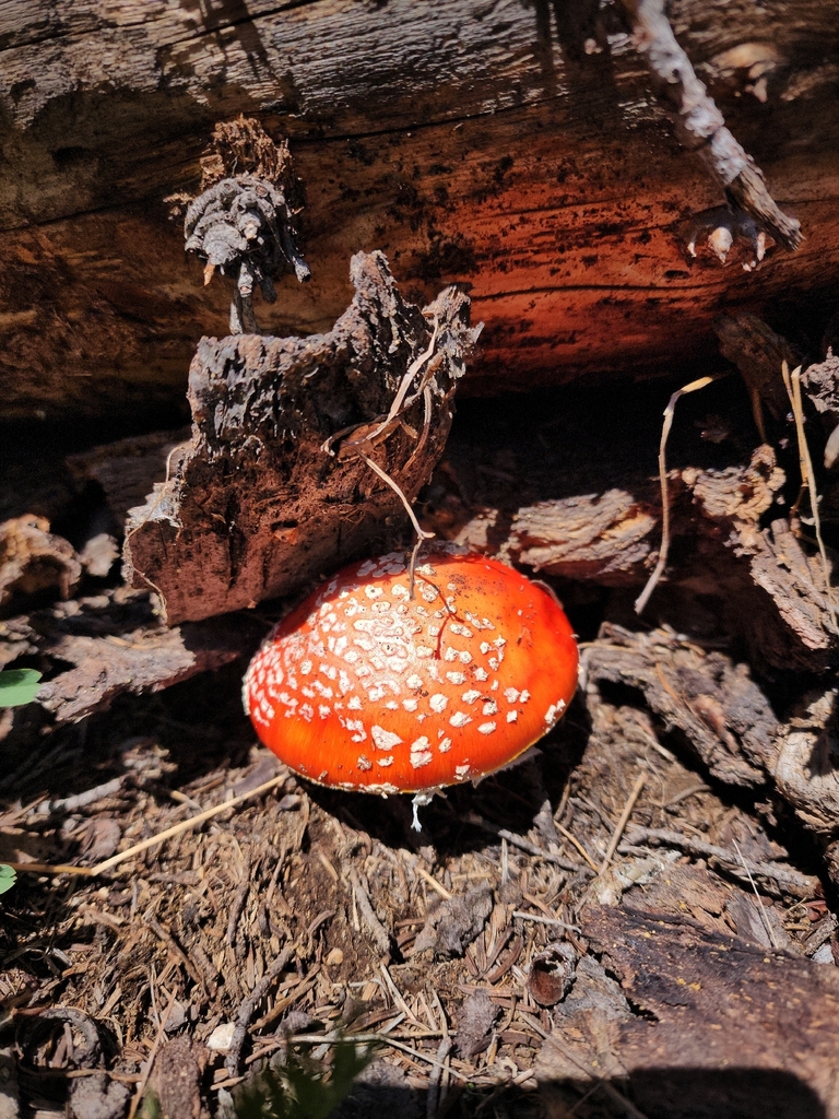 American Fly Agaric · July 2026 · photo: Photo: (c) ayden, some rights reserved (CC BY) · iNaturalist