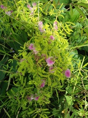 Mimosa diplotricha