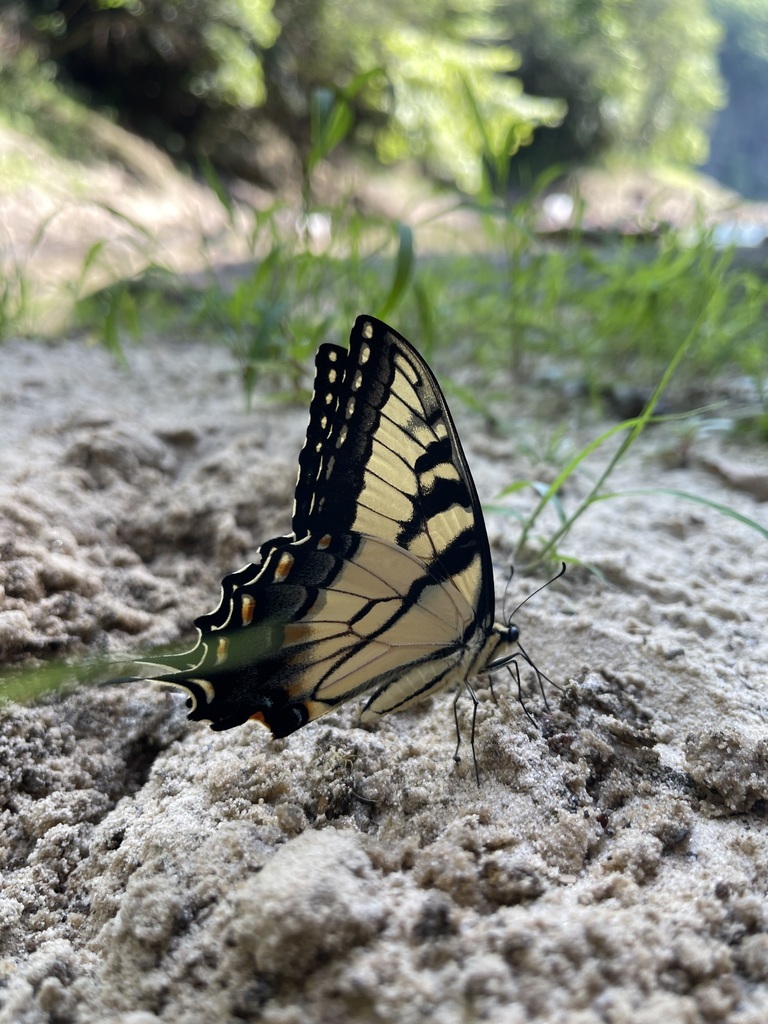 Side view of an Eastern Tiger Swallowtail on sandy ground