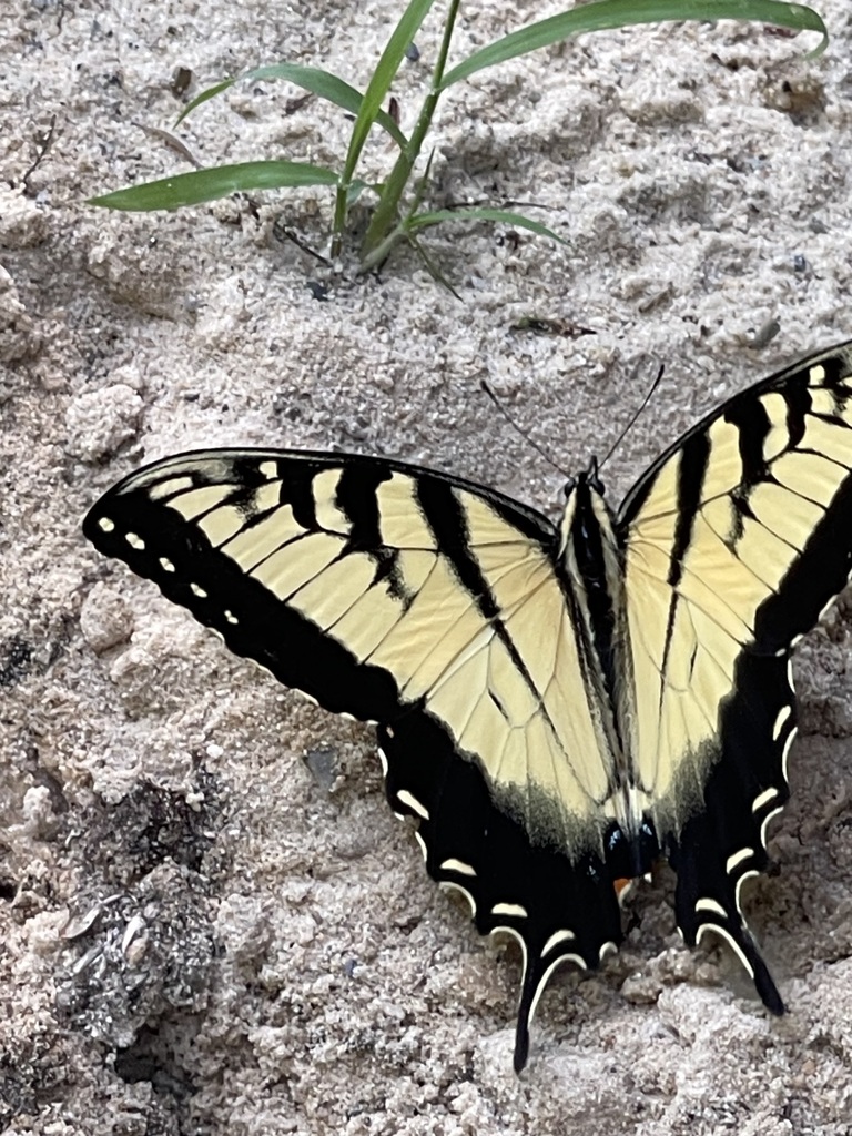 Closer dorsal view of an Eastern Tiger Swallowtail's striped wings