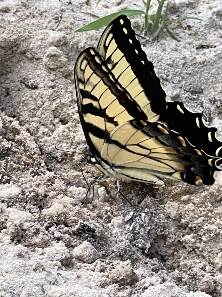 Eastern Tiger Swallowtail resting with its wings folded