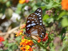 Graphium leonidas leonidas