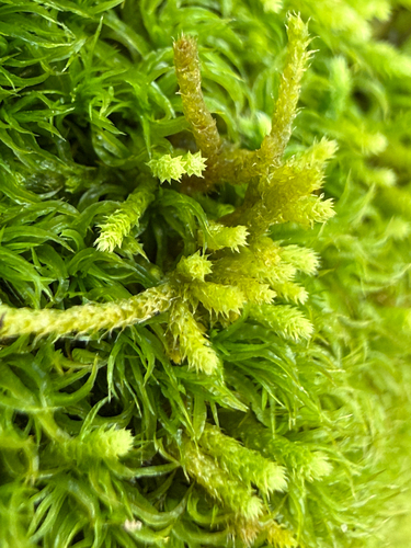 Claopodium rostratum observed 2026-07-31