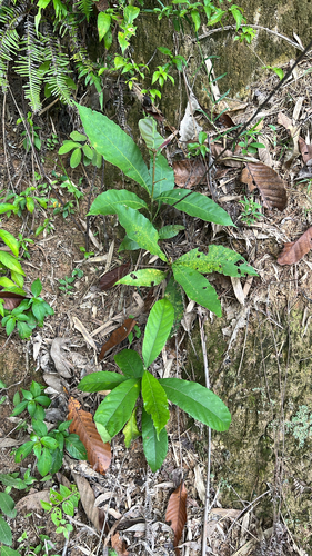 Castanopsis fissa