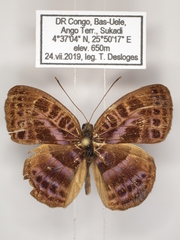 Euriphene goniogramma
