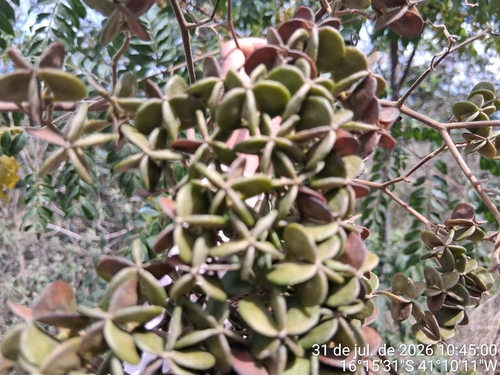 Dictyoloma vandellianum, 2026-07-31