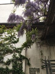 Wisteria