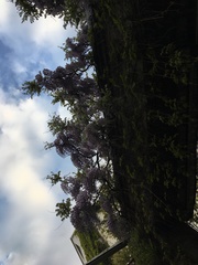 Wisteria