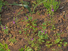 Diascia parviflora