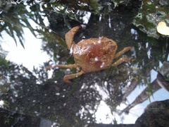 Parathelphusa convexa