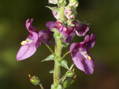 Diascia parviflora