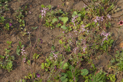 Cysticapnos cracca