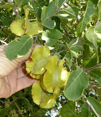 Combretum zeyheri image