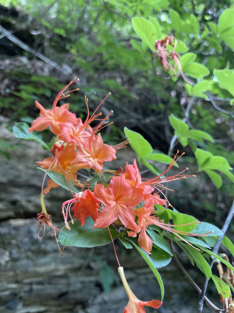 Closer view of orange Cumberland Azalea flowers, long stamens, and leaves against the rock bank