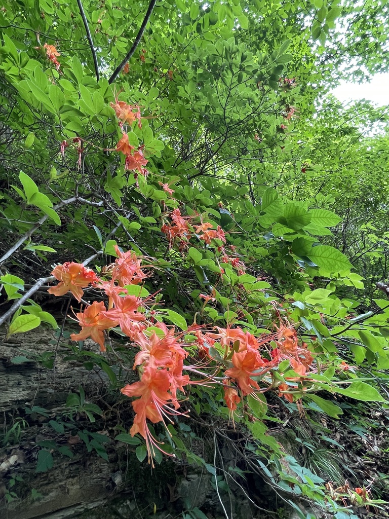 Wider view of Cumberland Azalea flowering across a wooded layered rock bank