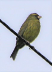 Crithagra scotops umbrosa