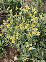 Pseudognaphalium affine