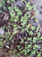 Oxalis exilis