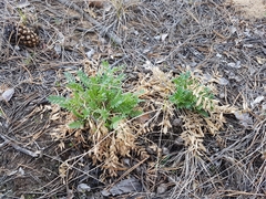 Oxytropis caespitosa