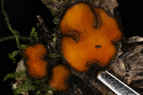 Scutellinia