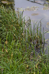 Carex riparia