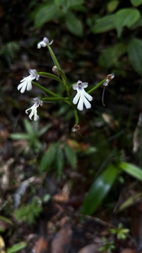 Cynorkis fastigiata observed 2026-08-01
