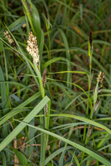 Carex riparia