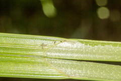 Carex riparia