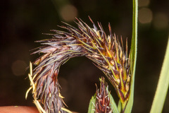 Carex riparia